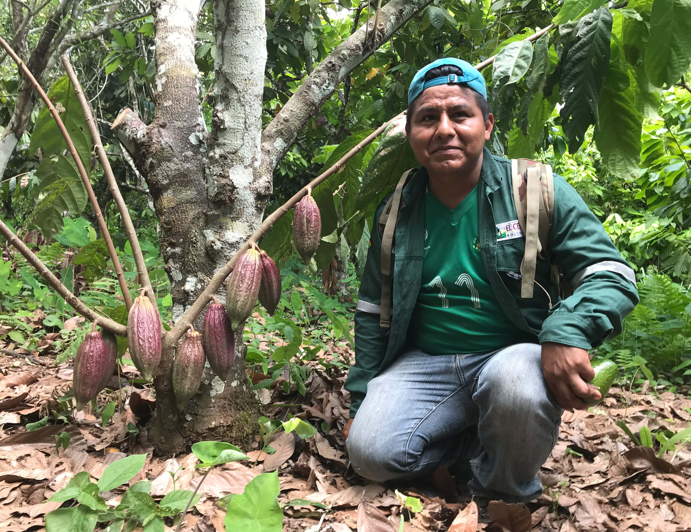 Cacaoyer coopÃ©rative El Ceibo en Bolivie - Chocolat lait 50% cacao